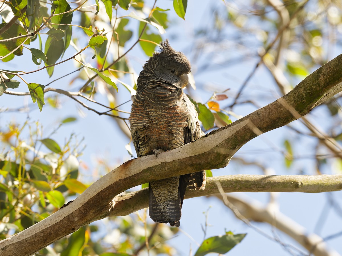 Gang-gang Cockatoo - ML646353892