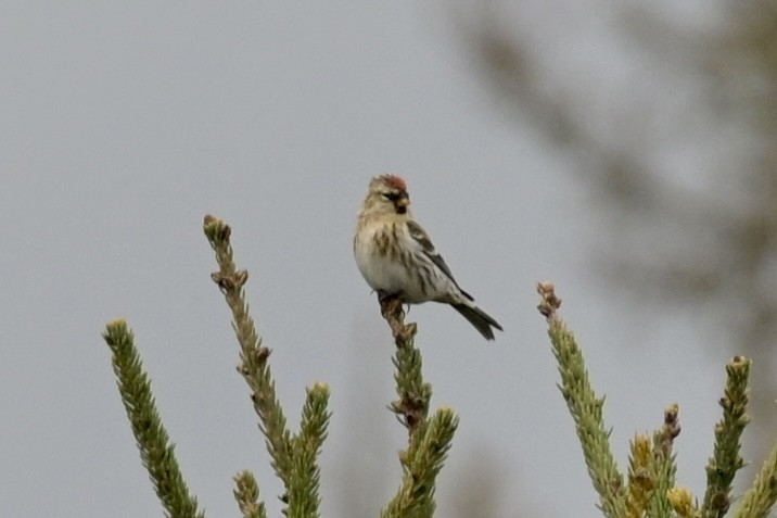 Redpoll - ML646353898