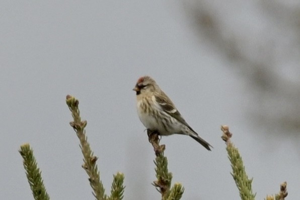 Redpoll - ML646353899
