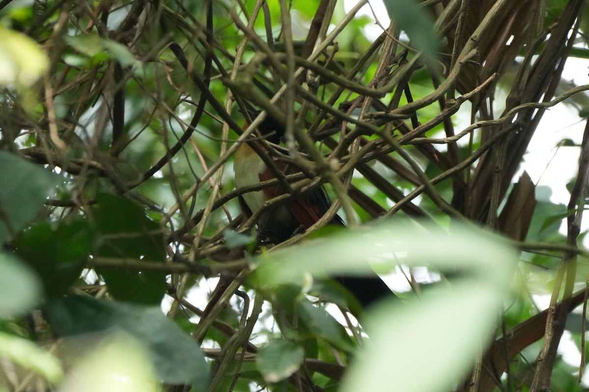 kukačka hnědokřídlá - ML646353900