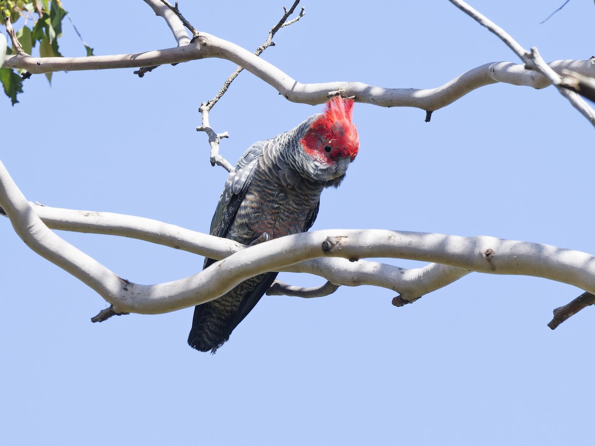Gang-gang Cockatoo - ML646353902