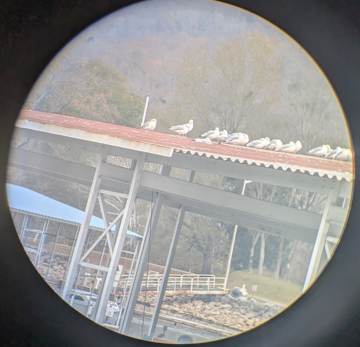 Ring-billed Gull - ML646353903