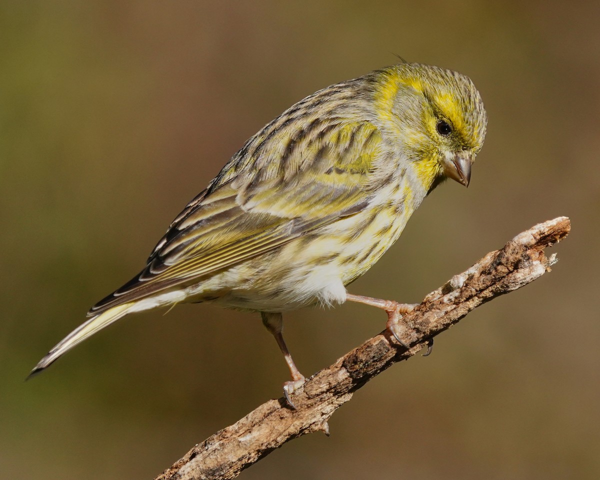 Verzellino - ML646353904