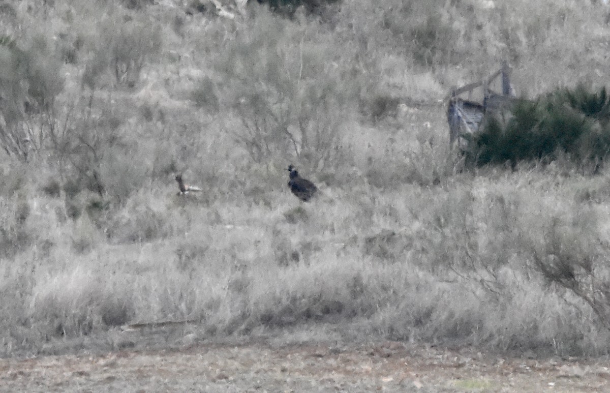 Buitre Negro - ML646353907