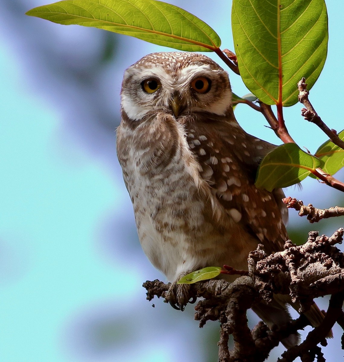 Spotted Owlet - ML646353912
