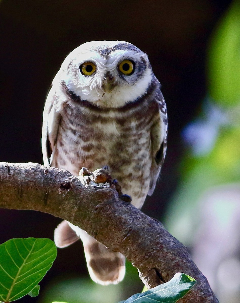 Spotted Owlet - ML646353913