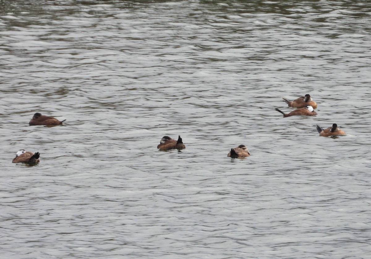 White-headed Duck - ML646353915