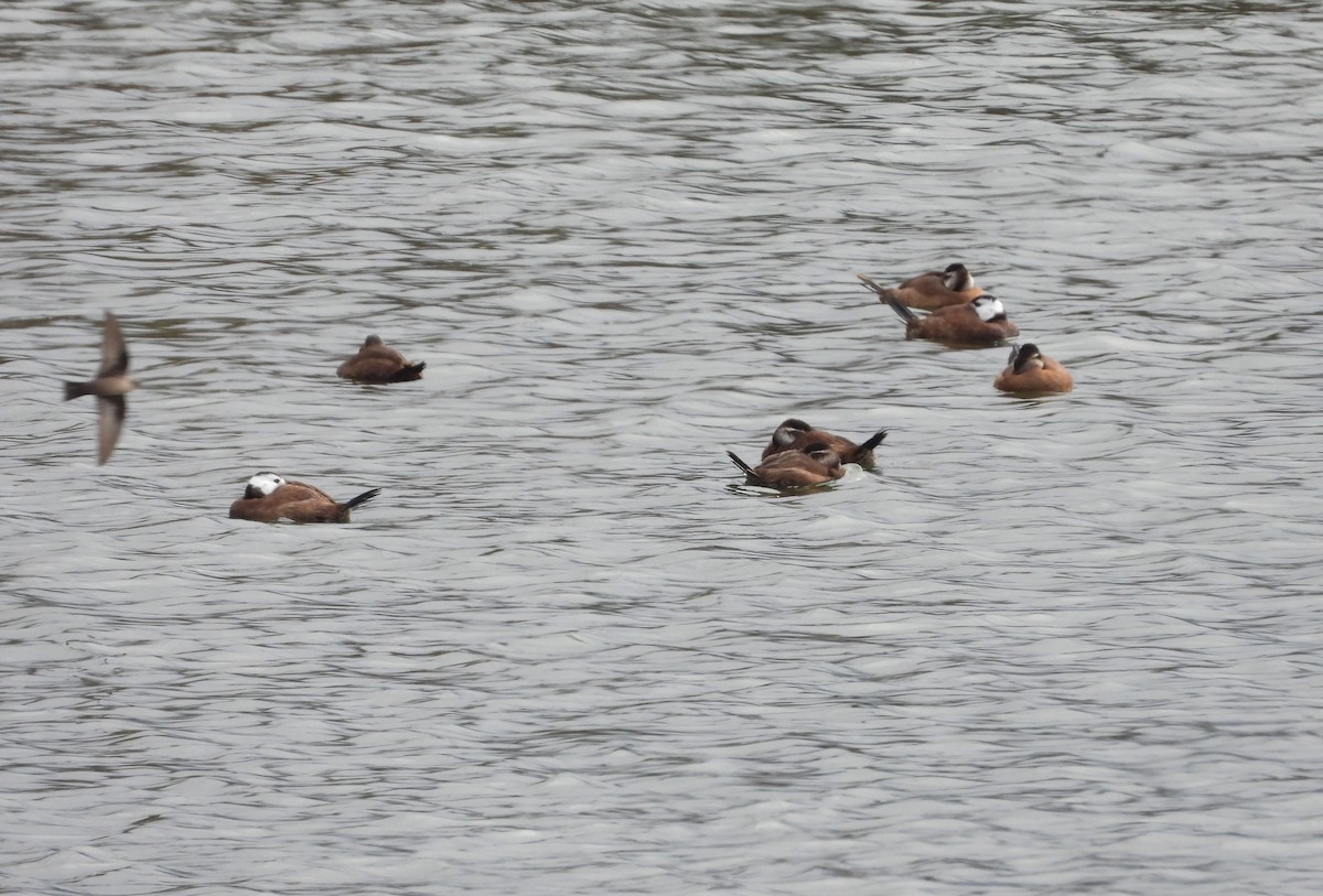 White-headed Duck - ML646353916