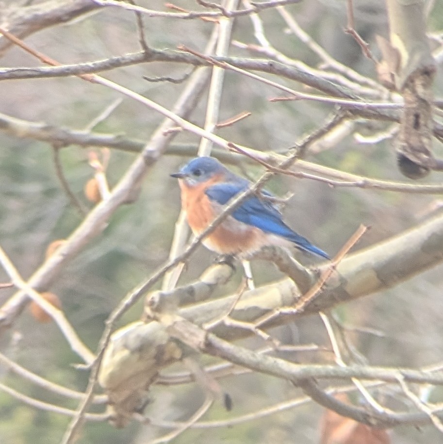 Eastern Bluebird - ML646353917