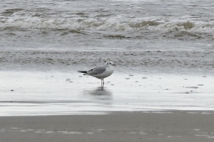 Bonaparte's Gull - ML646353919