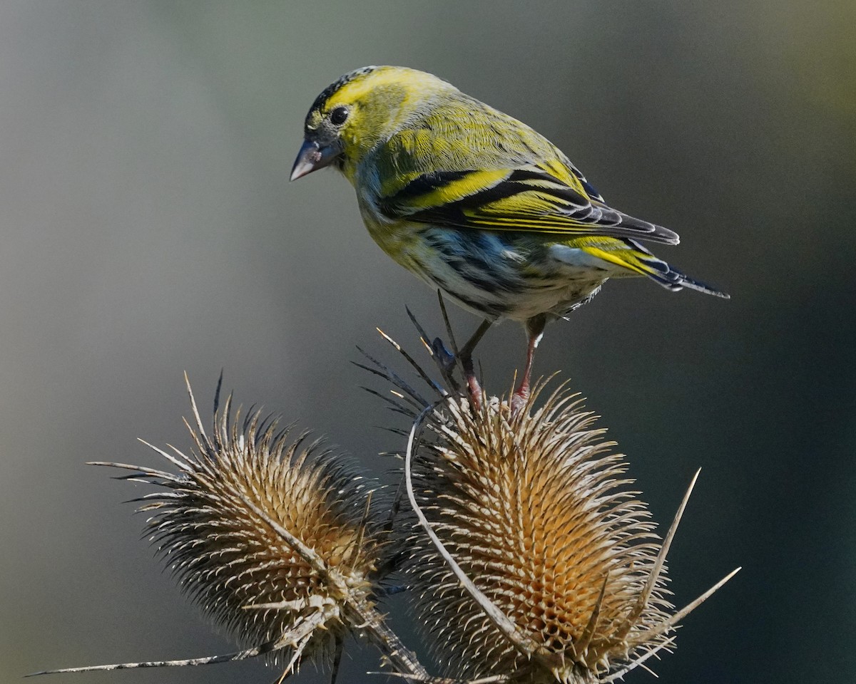 Lucherino - ML646353920