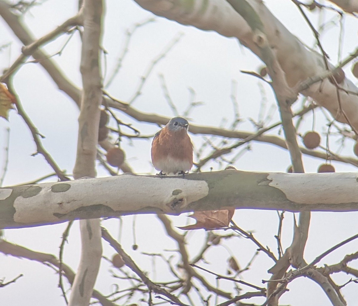 Eastern Bluebird - ML646353921