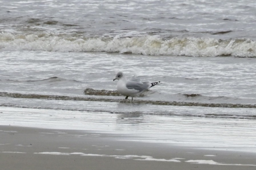 Ring-billed Gull - ML646353923