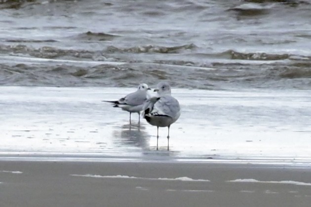 Ring-billed Gull - ML646353924