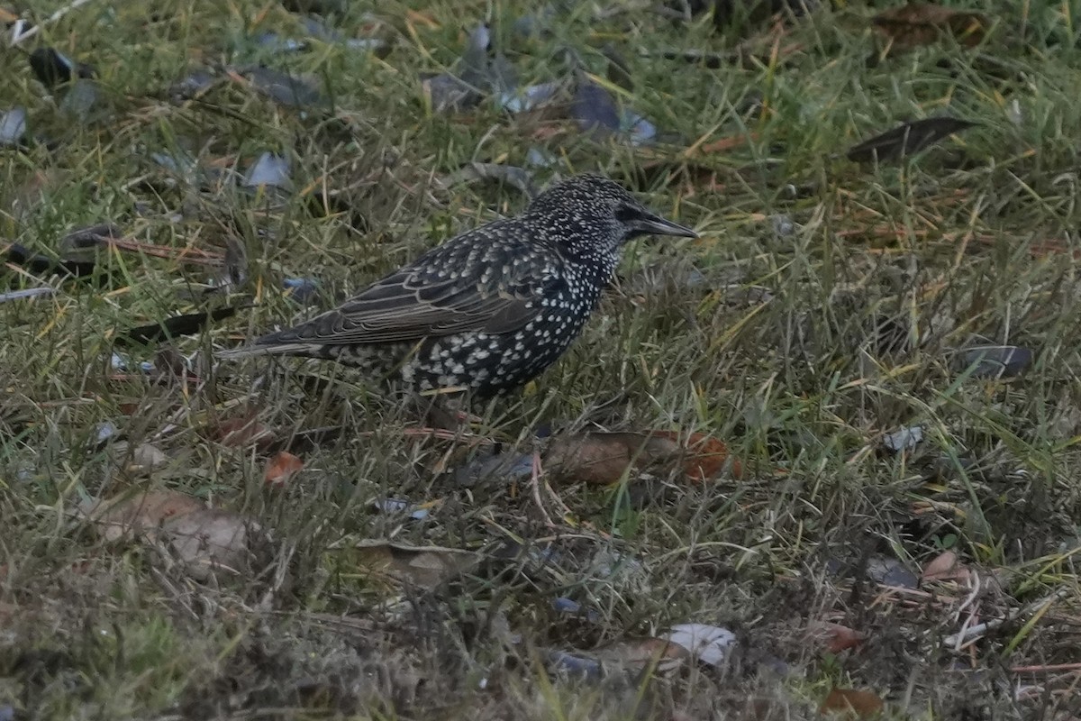 歐洲椋鳥 - ML646353925