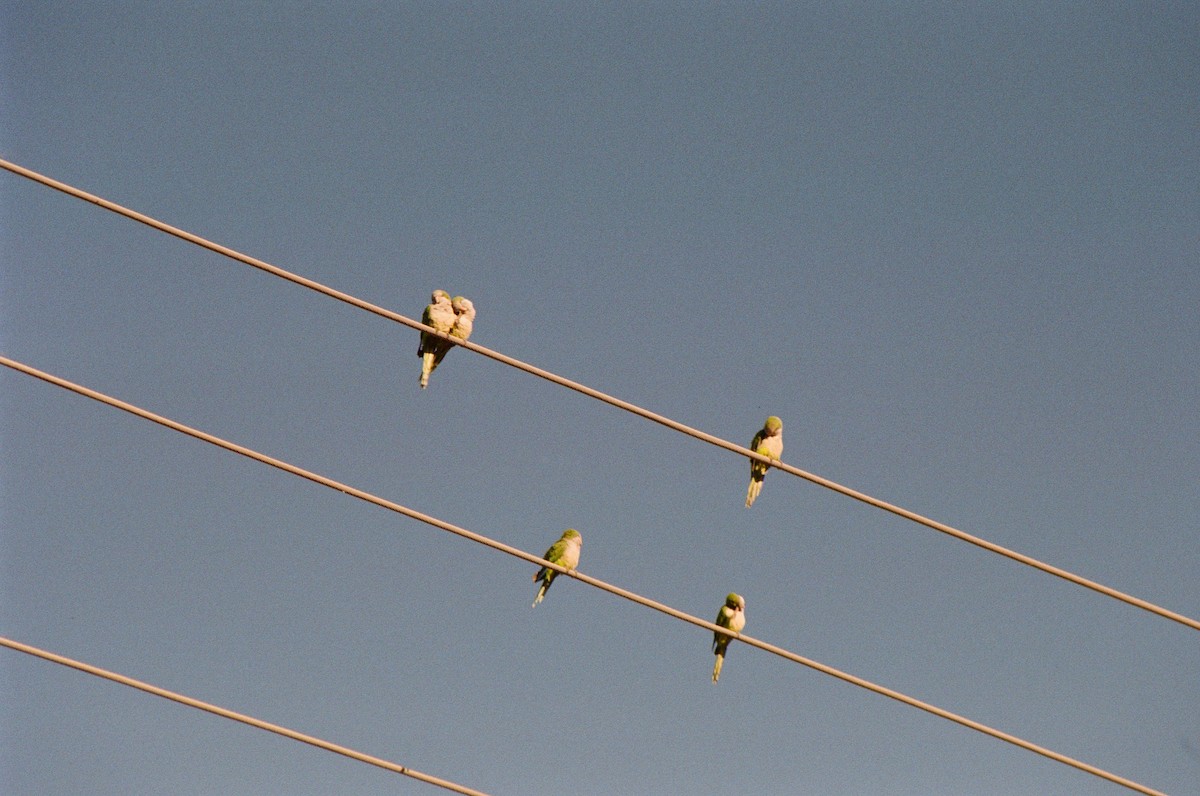 Monk Parakeet - ML646353926