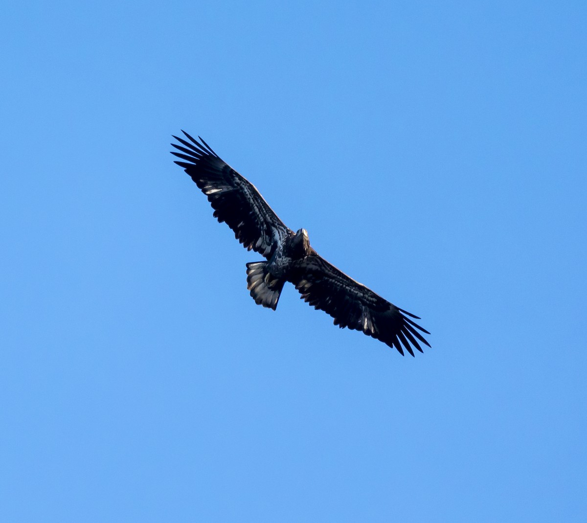 Bald Eagle - ML646353929