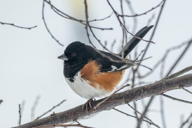 Eastern Towhee - ML646353931