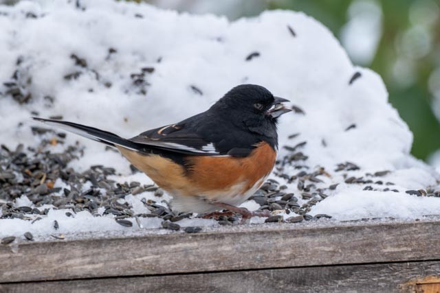 Eastern Towhee - William Seleen