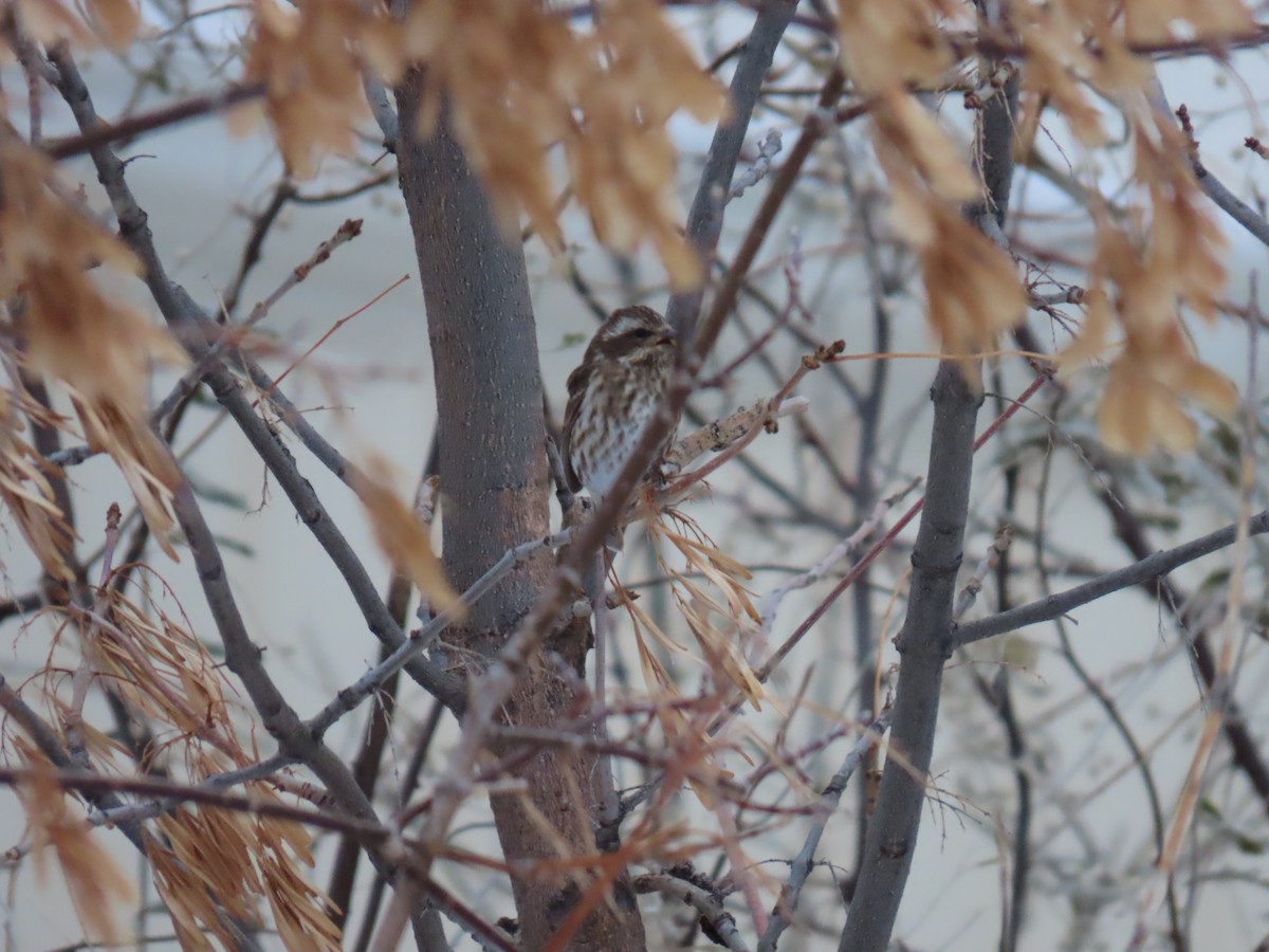 Purple Finch - ML646353933