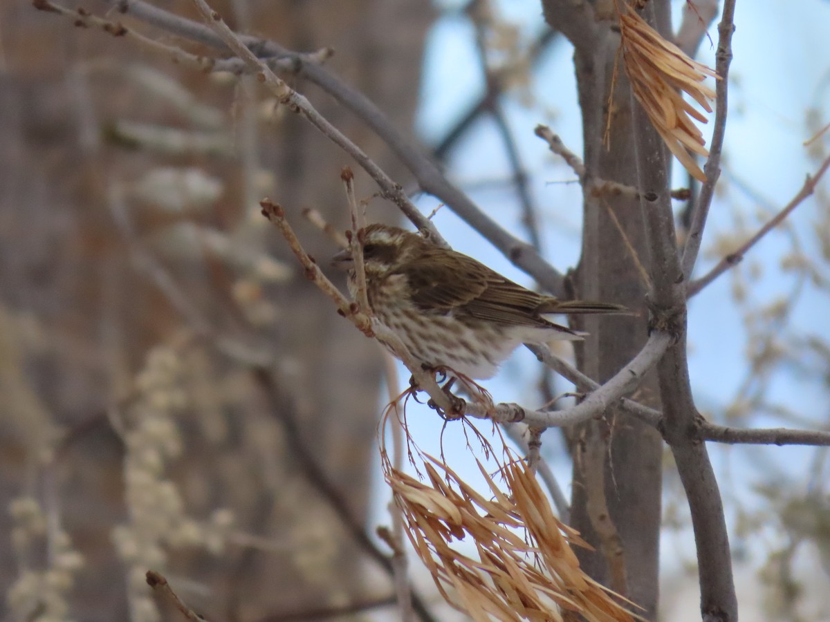 Purple Finch - ML646353934