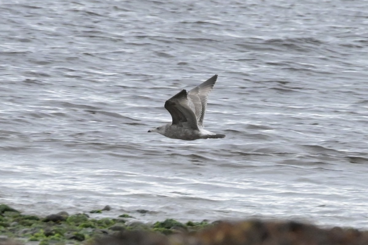 American Herring Gull - ML646353935