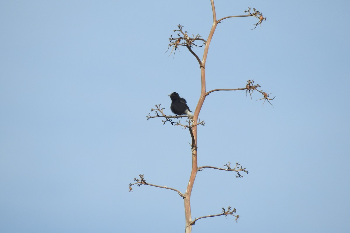 Black Wheatear - ML646353936