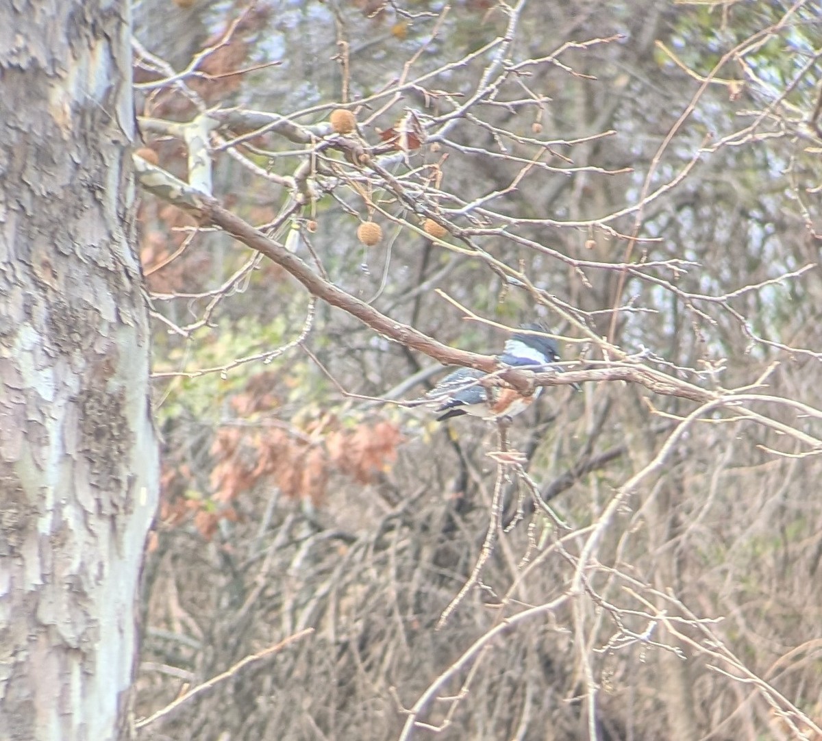 Belted Kingfisher - ML646353937