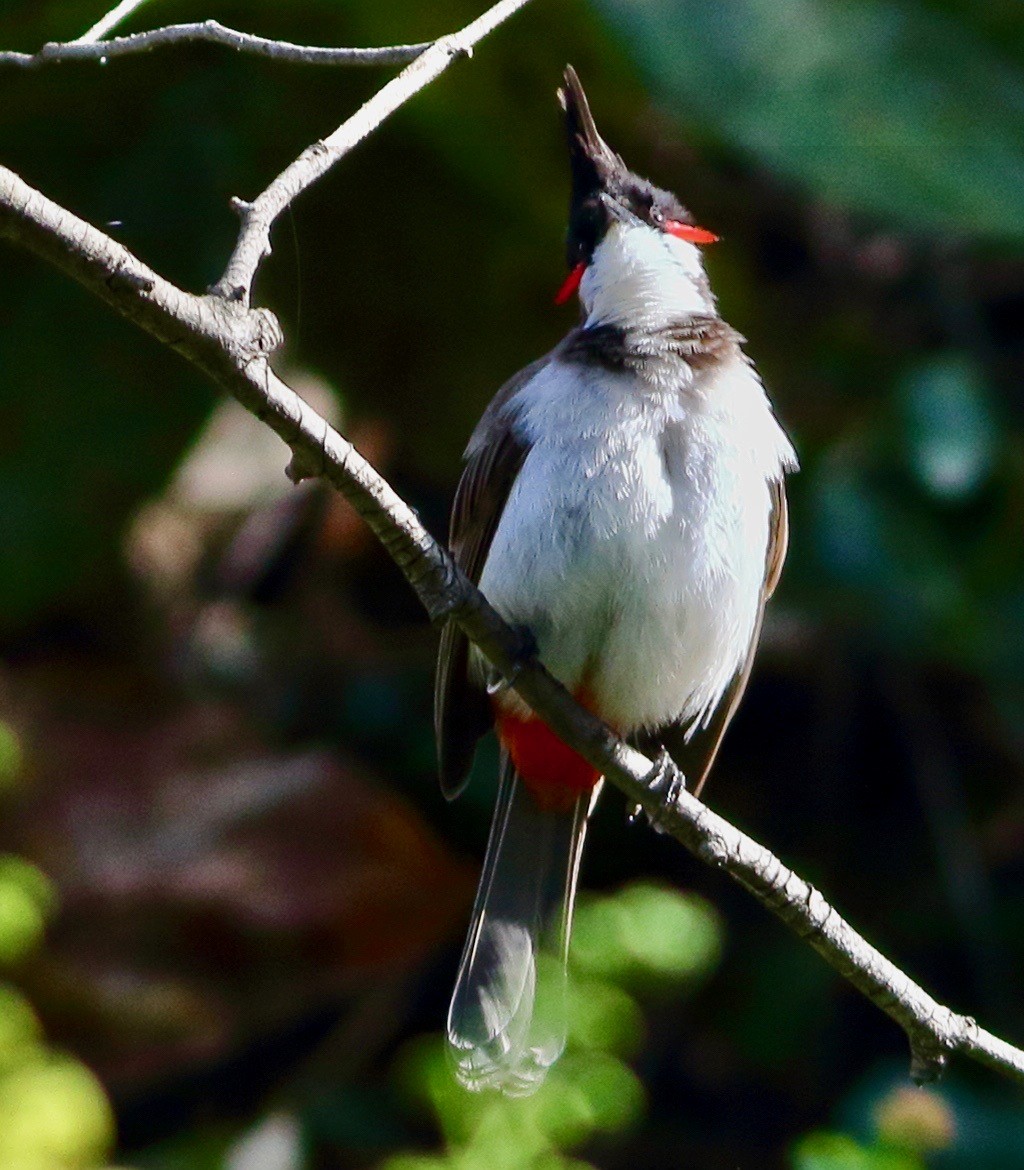 紅耳鵯 - ML646353938