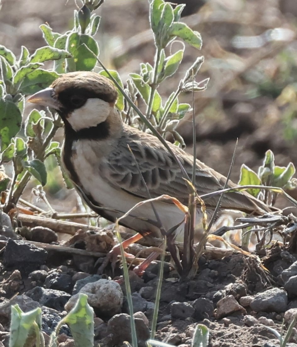 Fischer's Sparrow-Lark - ML646353943