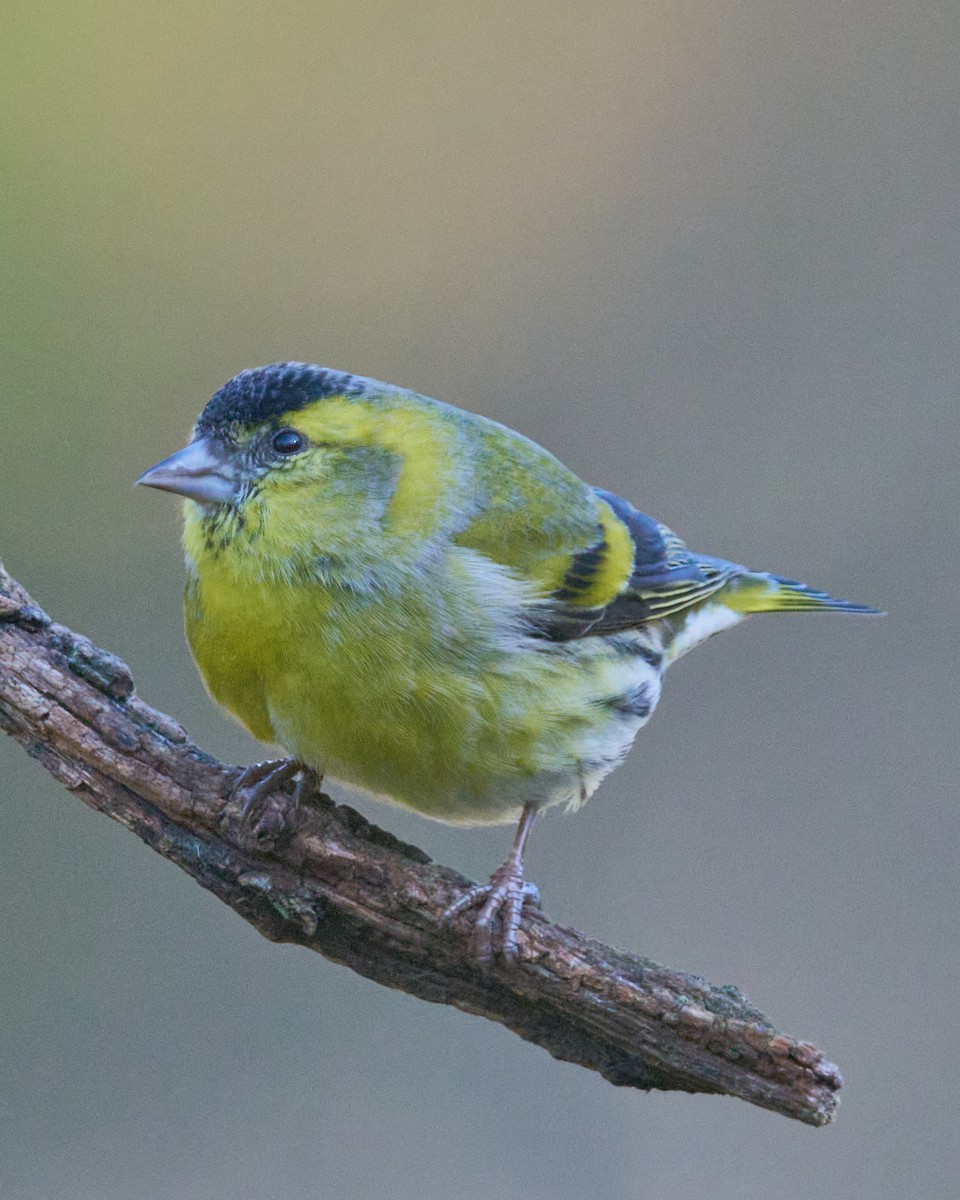 Lucherino - ML646353944