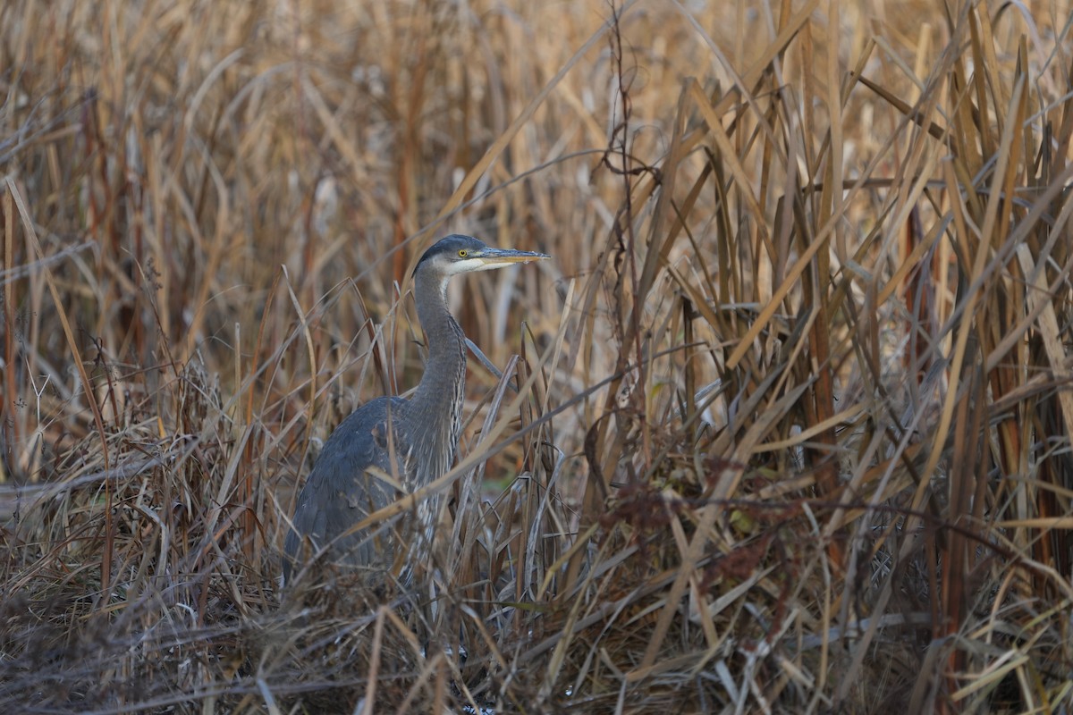 Great Blue Heron - ML646353945
