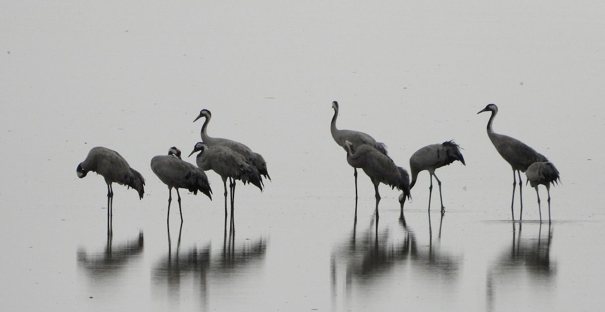 Common Crane - ML646353946