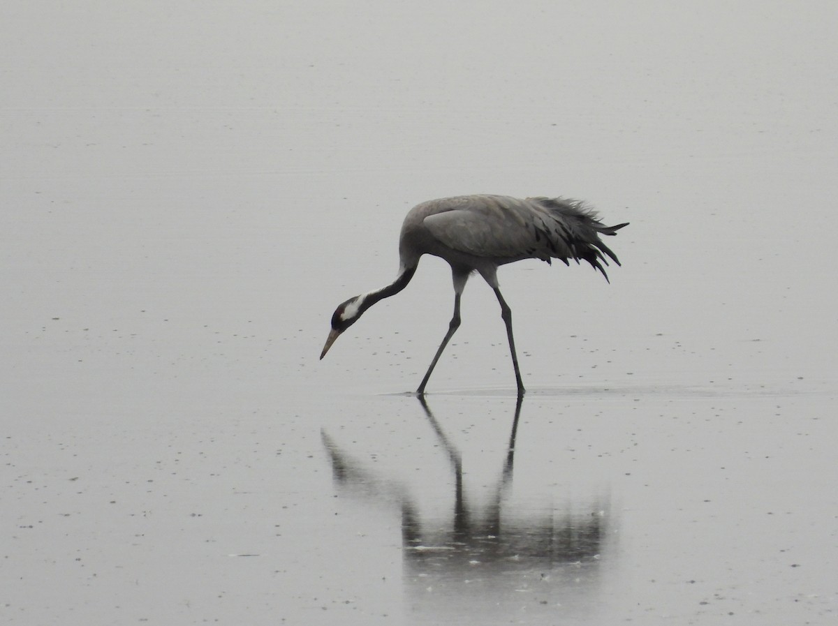 Common Crane - ML646353947