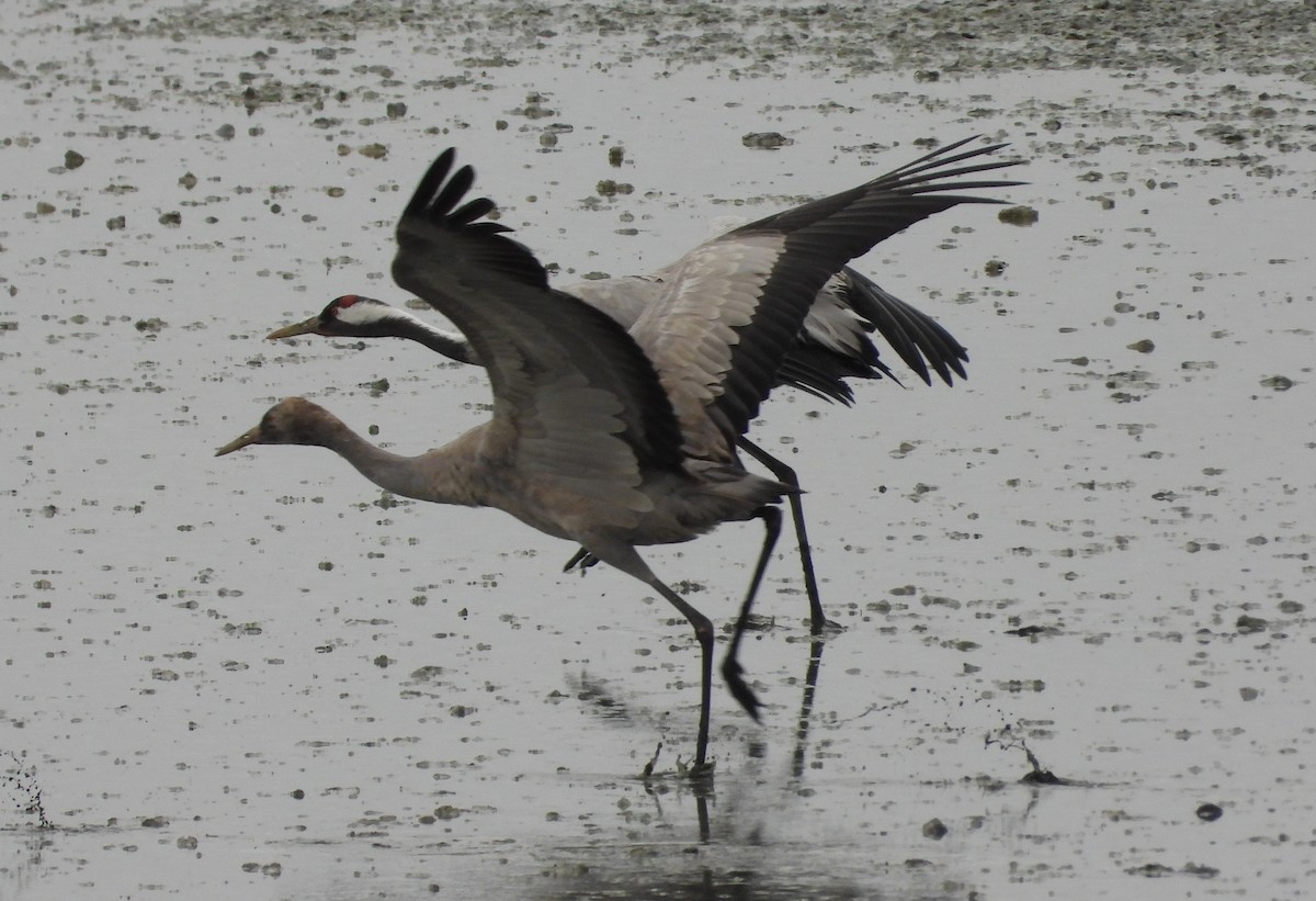 Common Crane - ML646353948