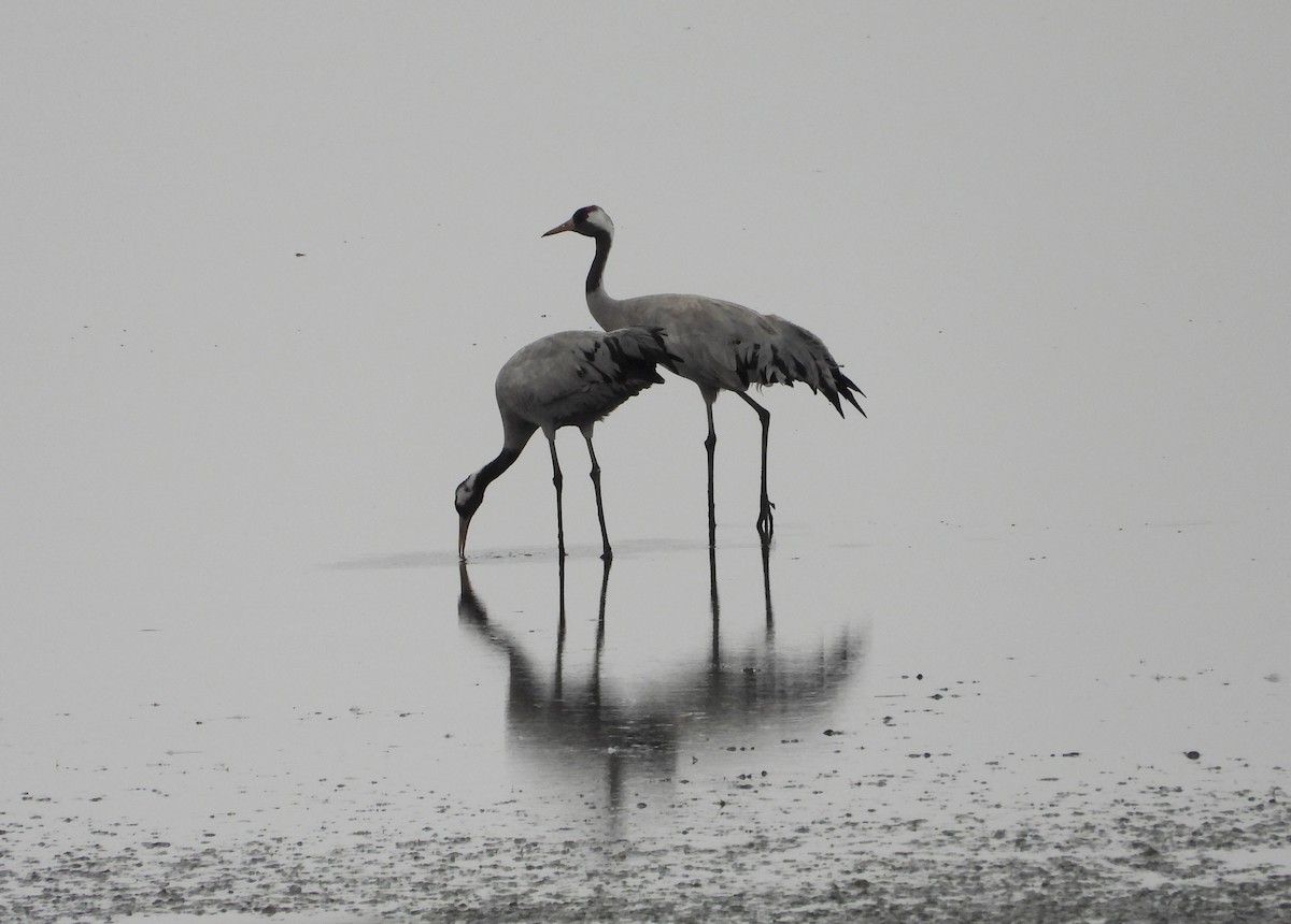 Common Crane - ML646353949