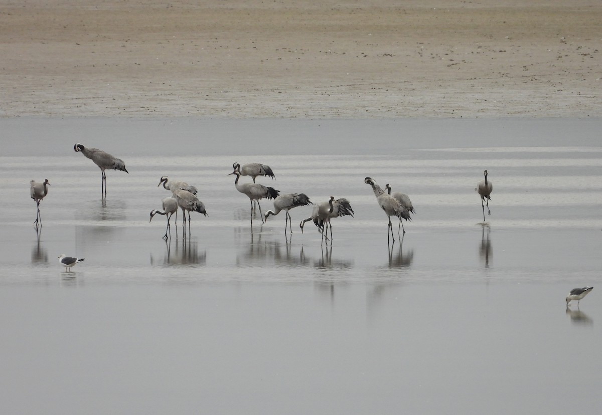 Common Crane - ML646353950