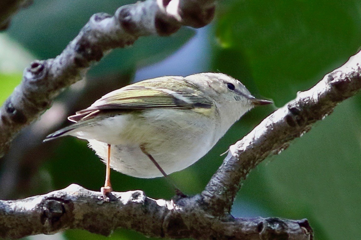 淡眉柳鶯 - ML646353951