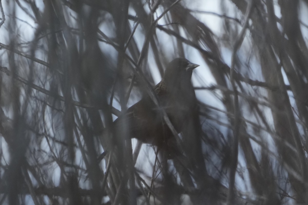 Red-winged Blackbird - ML646353952