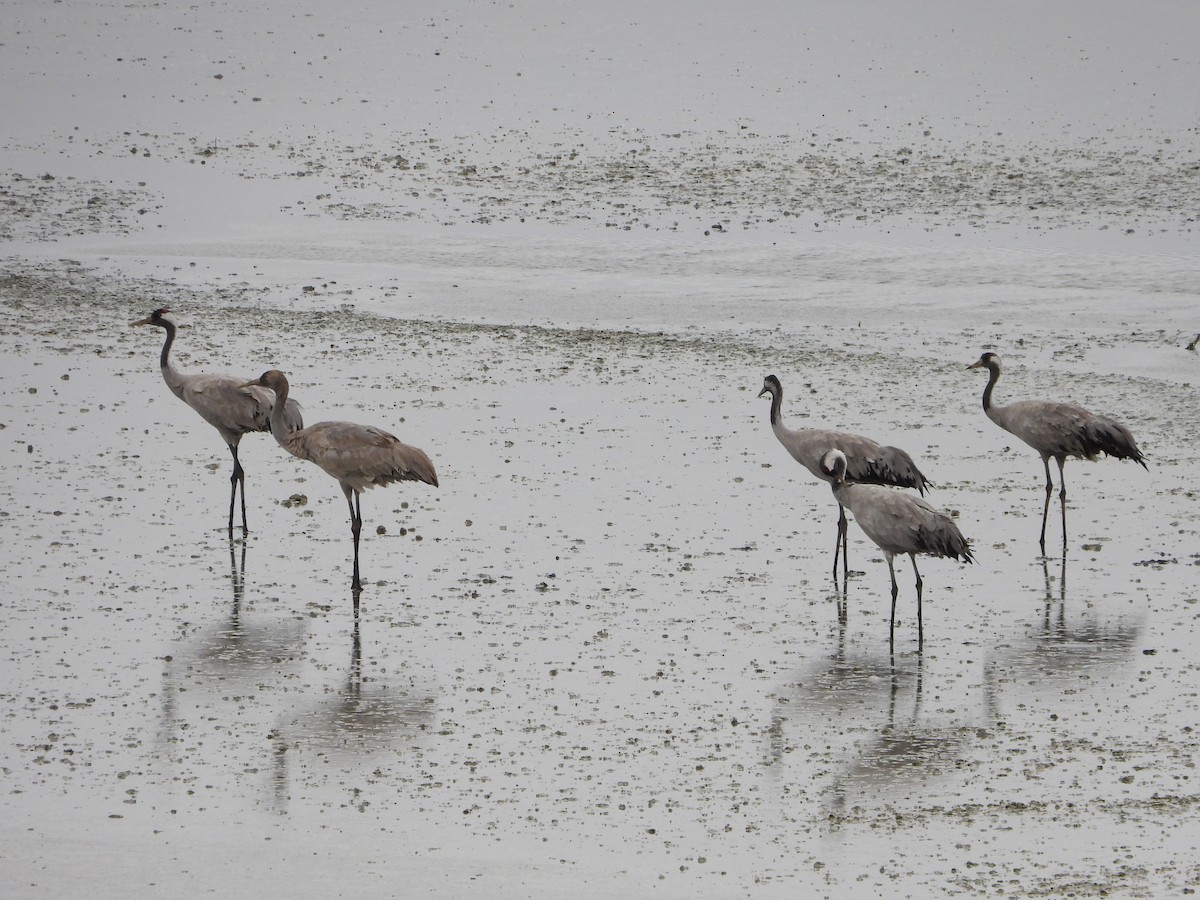 Common Crane - ML646353953