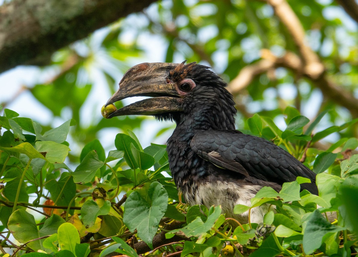 Trumpeter Hornbill - ML646353959