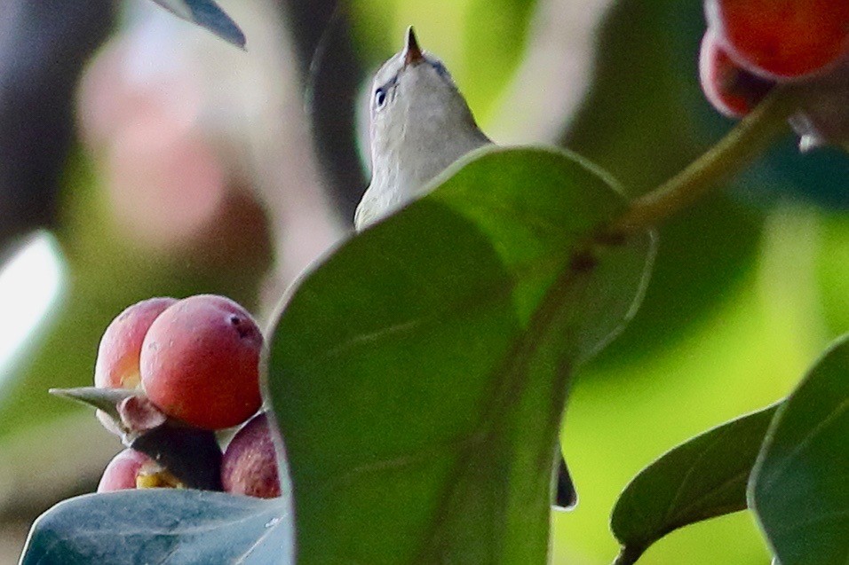 白喉林鶯 - ML646353964