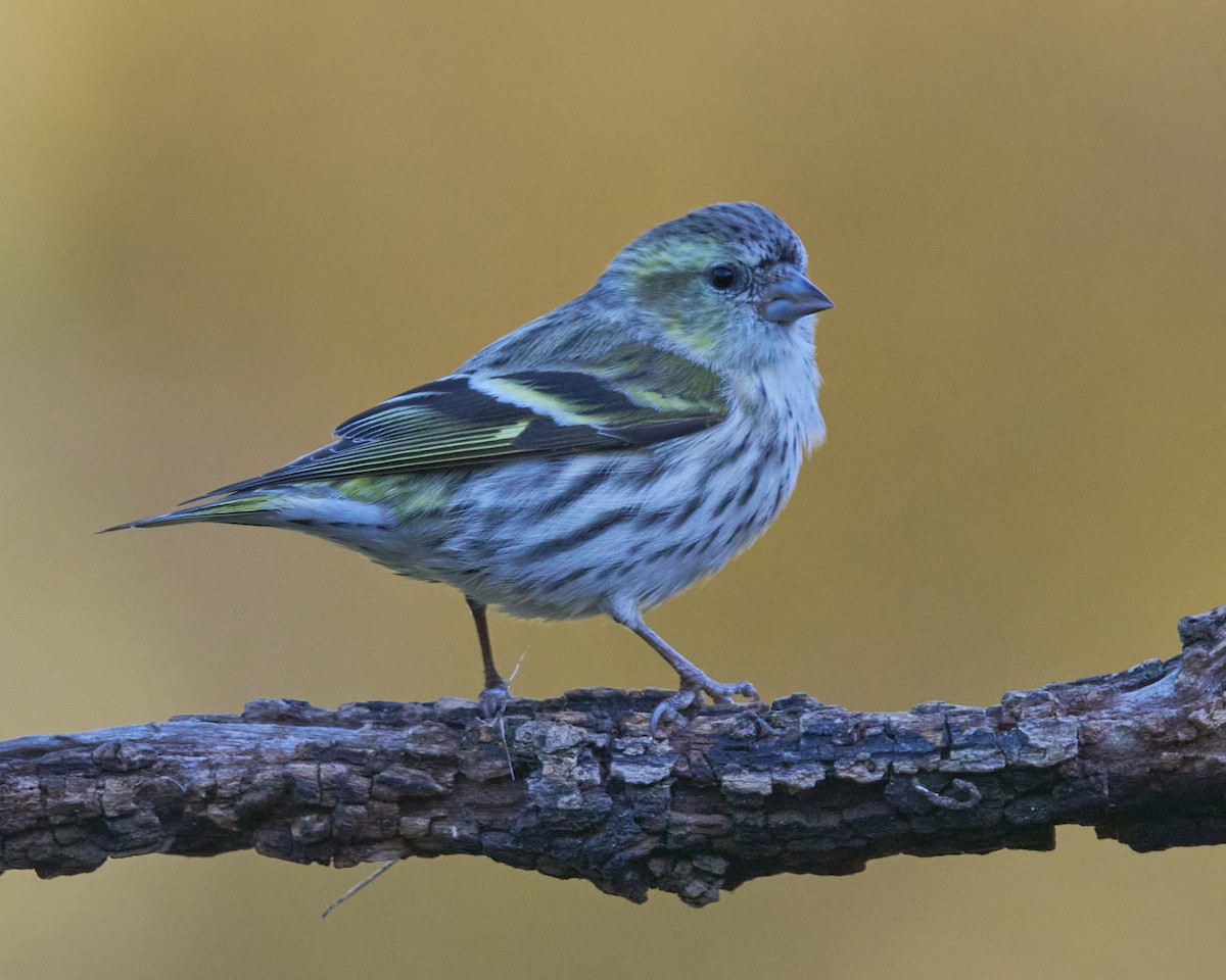 Lucherino - ML646353967