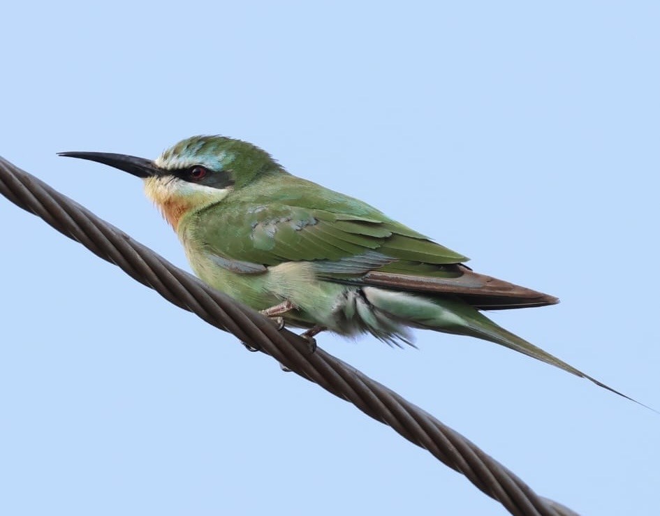 Зелёная щурка - ML646353968