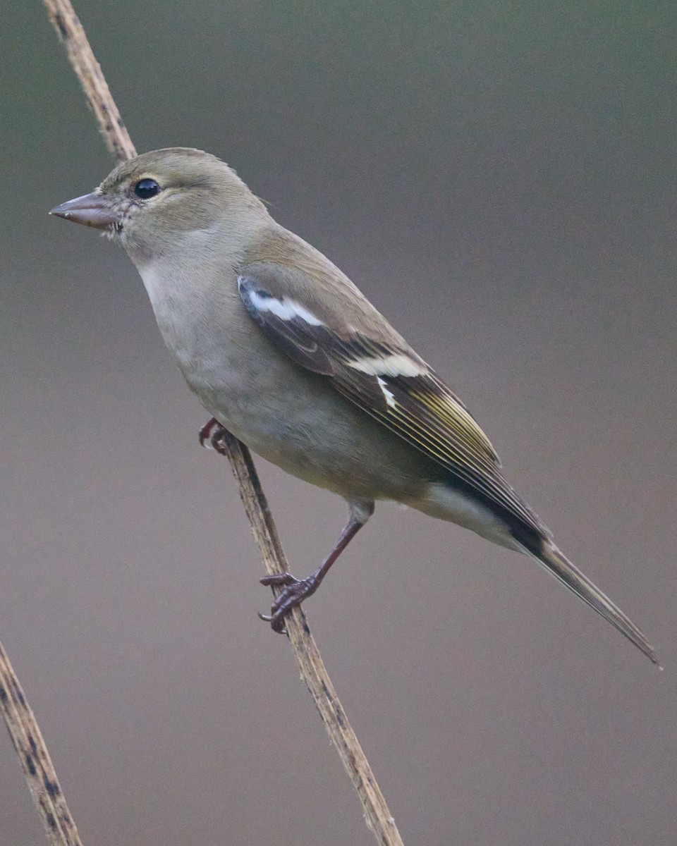 Fringuello - ML646353969