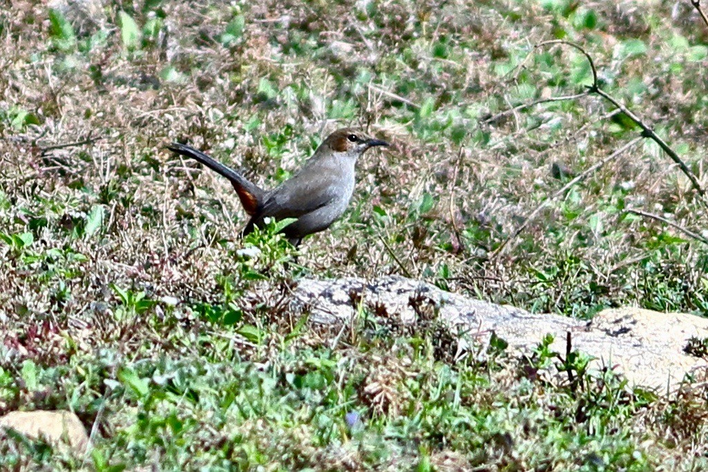 Indian Robin - ML646353972