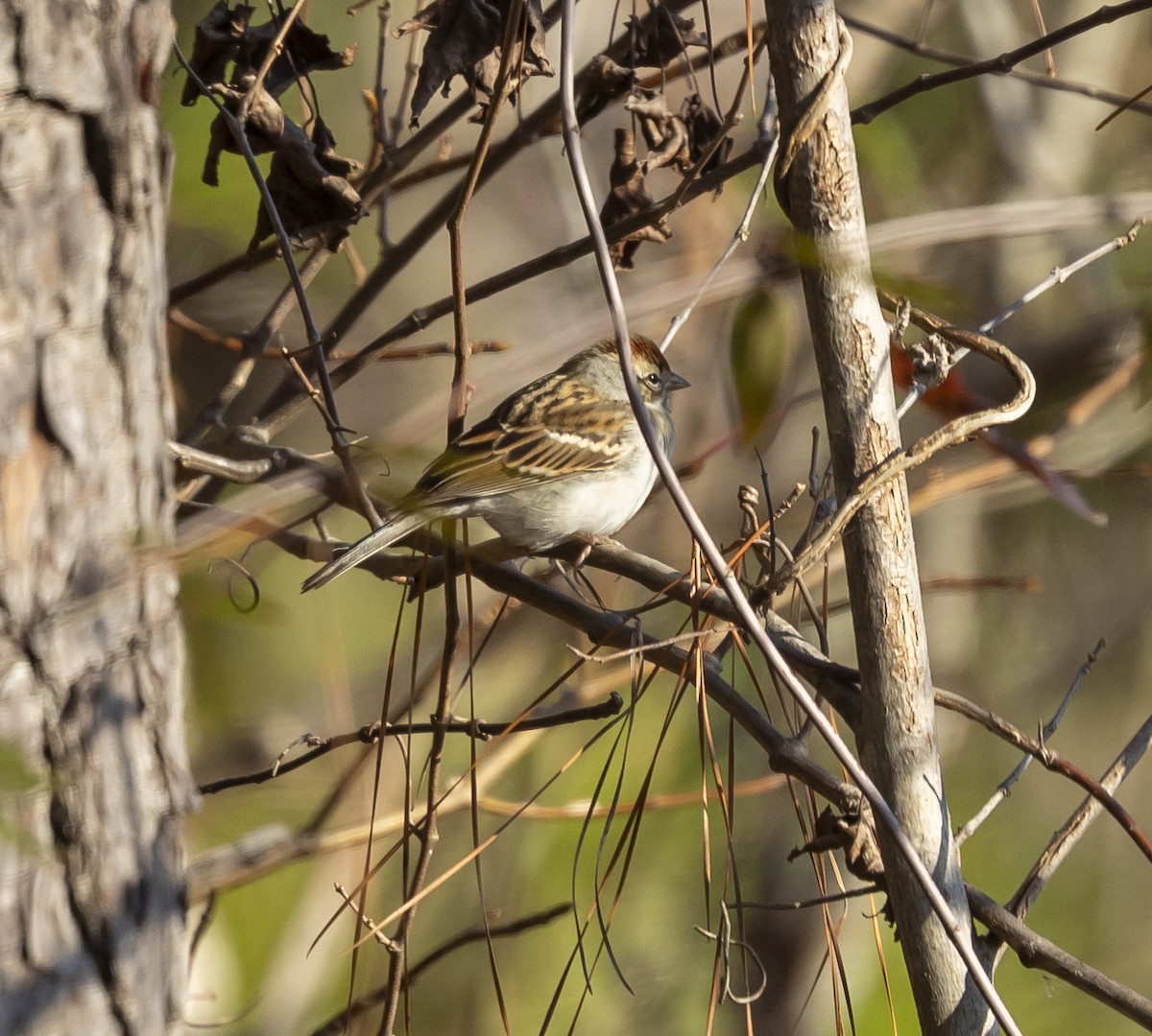 Chingolo Cejiblanco - ML646353973