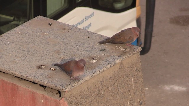 Küçük Kumru - ML646353976