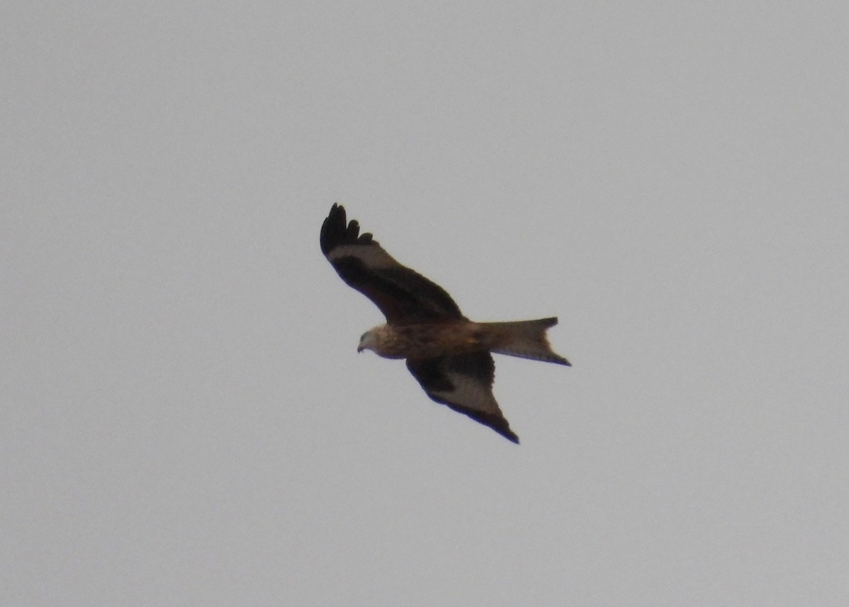 Red Kite - ML646353978