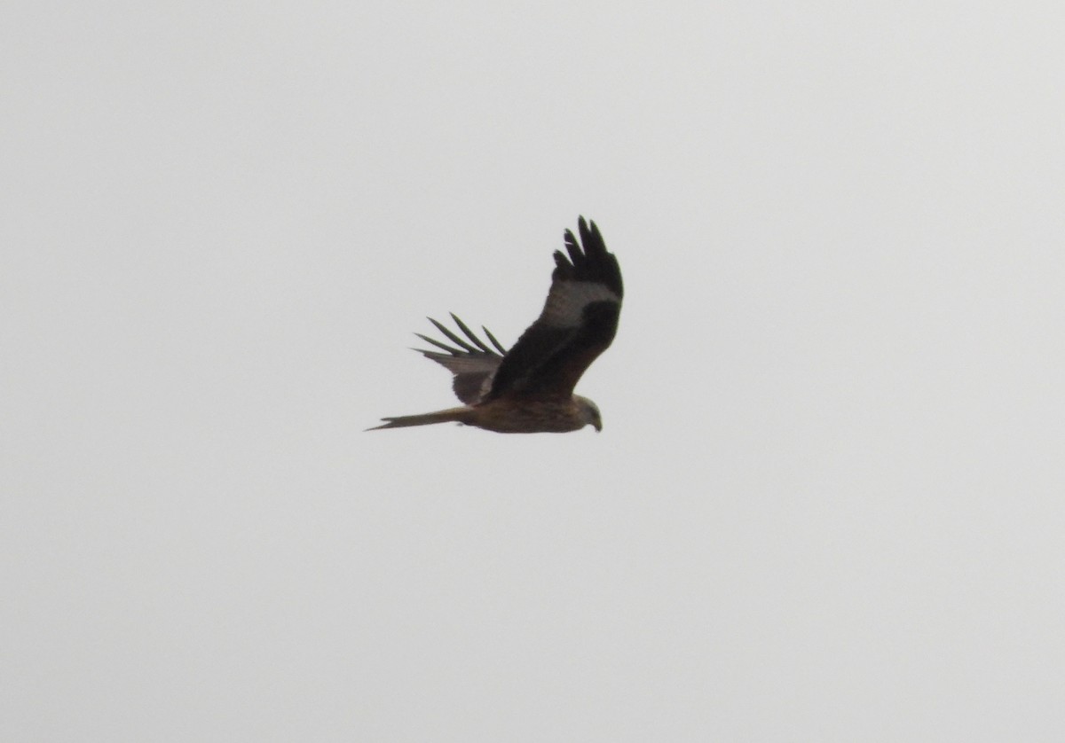 Red Kite - ML646353979